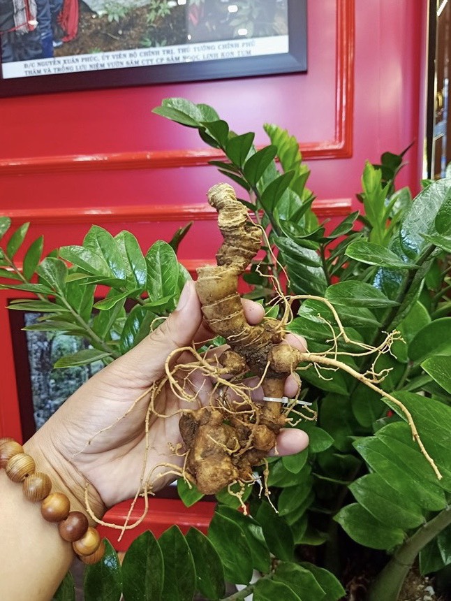 Hình ảnh cây Sâm Ngọc Linh thật như thế nào?